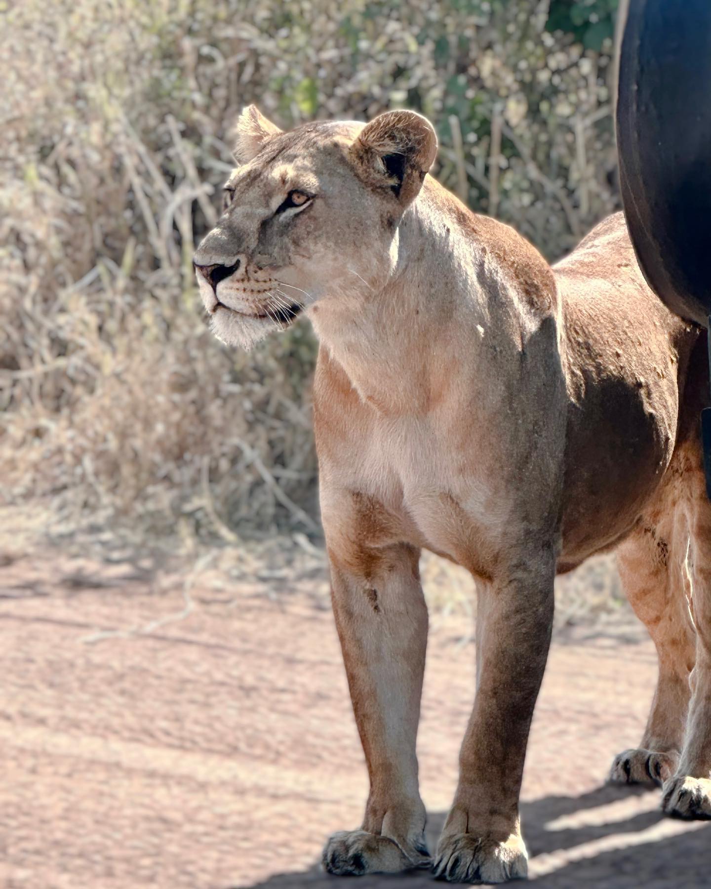 Scenic Flights Over Selous Game Reserve